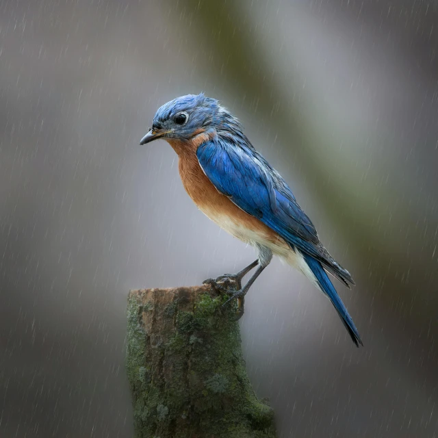 a small bird perched on top of a tree stump