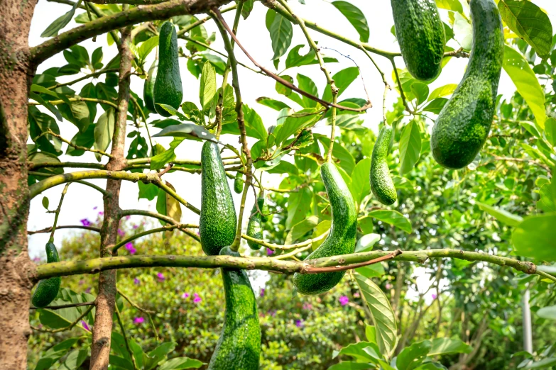 cucumbers hang on a nch among trees with purple flowers