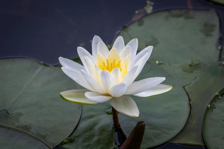 white water lily with yellow center sitting on top of green leaves