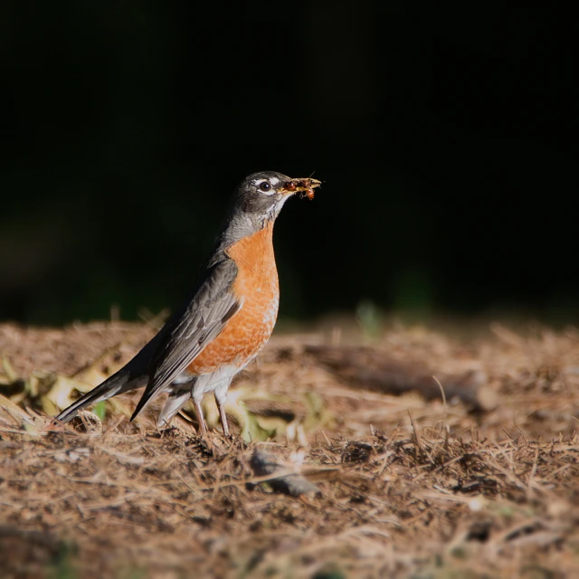 an image of a bird that is eating soing