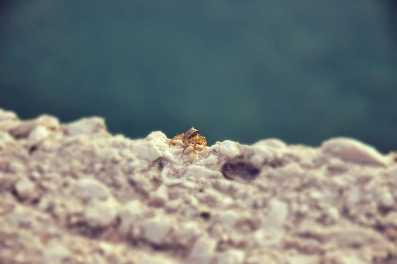 a tiny crab sitting on a rock