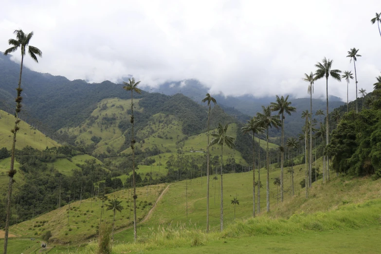 a lush green hillside with trees on the side