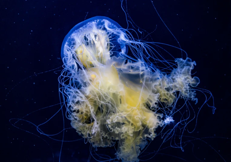 a jellyfish floating in an aquarium filled with algae