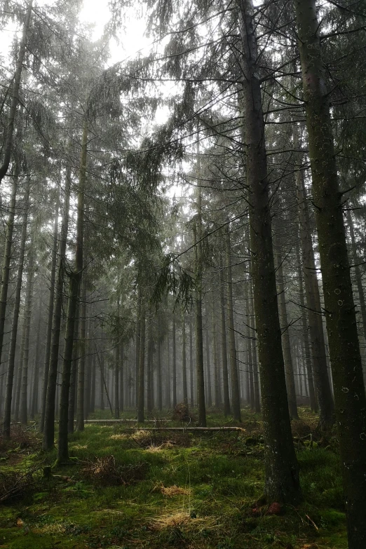 the trees in the woods are very dense