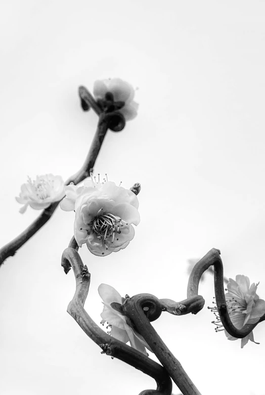 black and white flowers against the sky