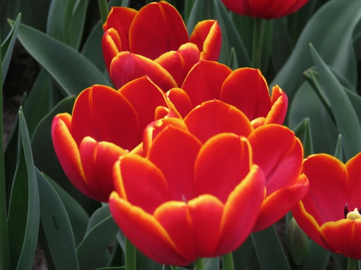 close up of red flowers blooming in a garden