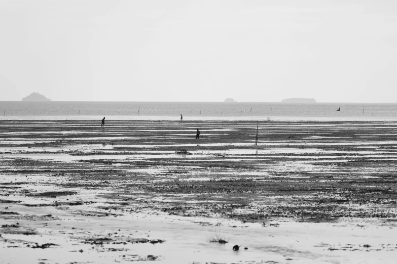 a beach filled with lots of water covered in seaweed