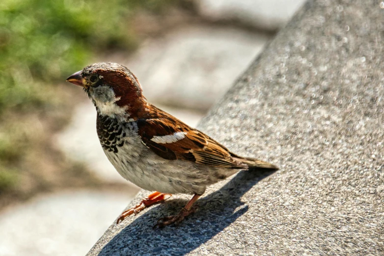 a small bird standing on top of a rock