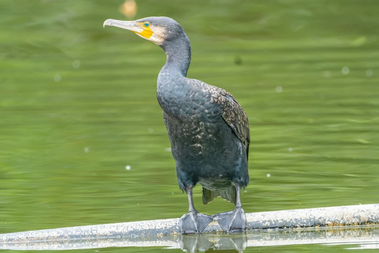 a bird sitting on a ledge in the water