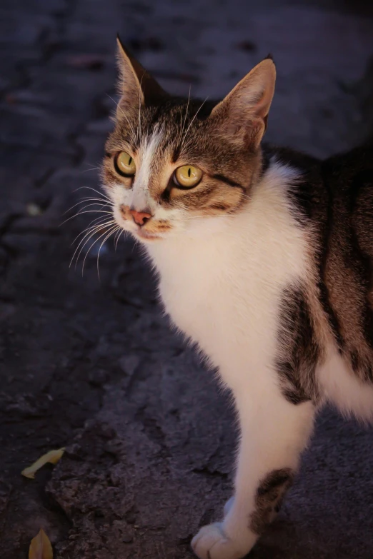 a close up of a cat walking on the street