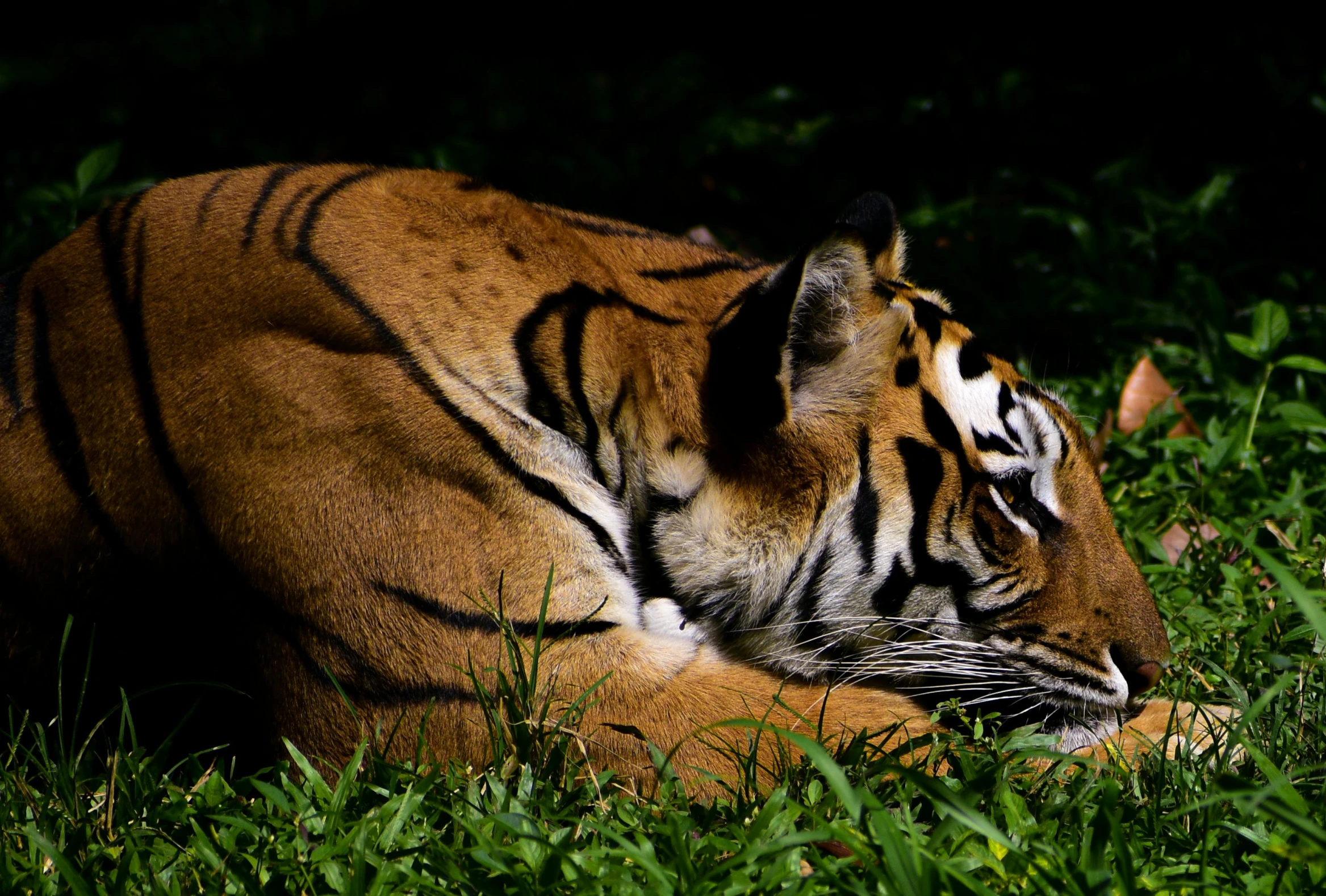 a tiger laying on the ground in some grass