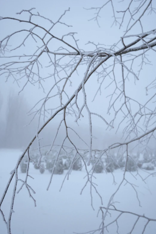 snow and twigs against the cloudy background