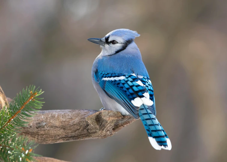 the blue jay is sitting on the nch