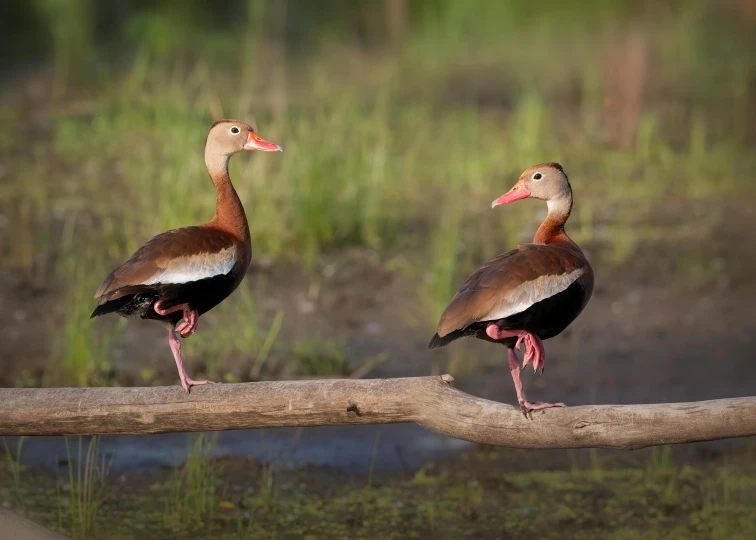 two birds on top of some nches in front of some water