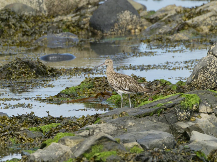 two birds stand in the mud among large rocks and water