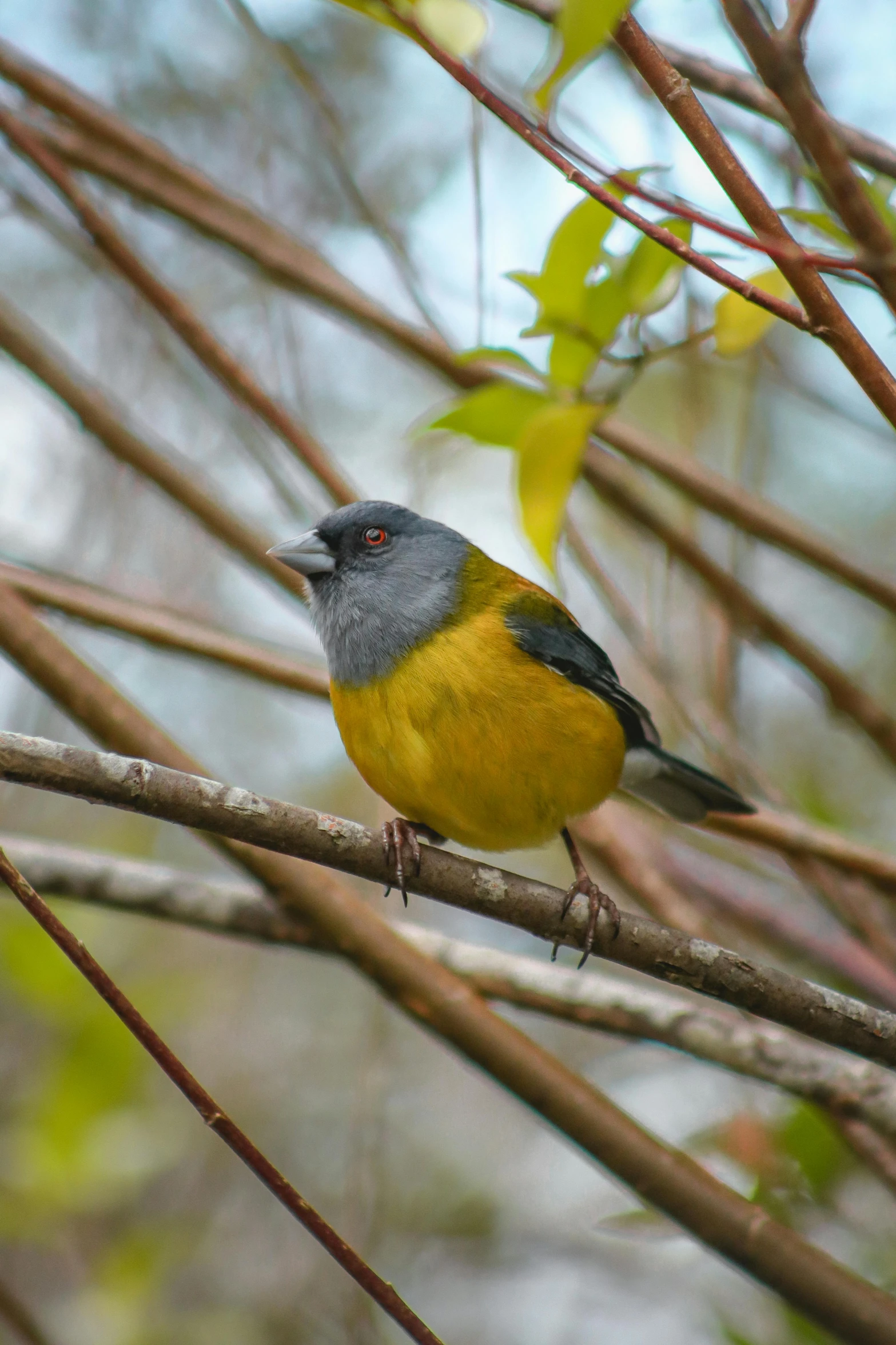 the yellow and grey bird is perched on a nch