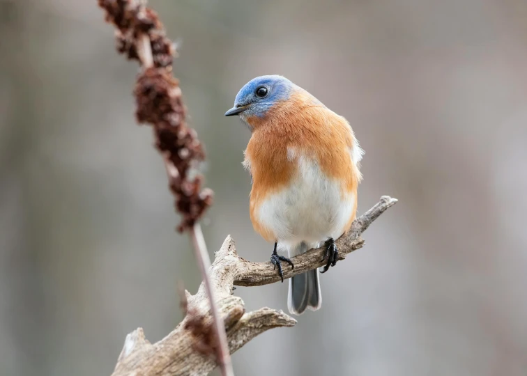 a brown, blue and white bird is perched on a nch