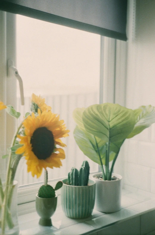 there are sunflowers and cactus in the pots