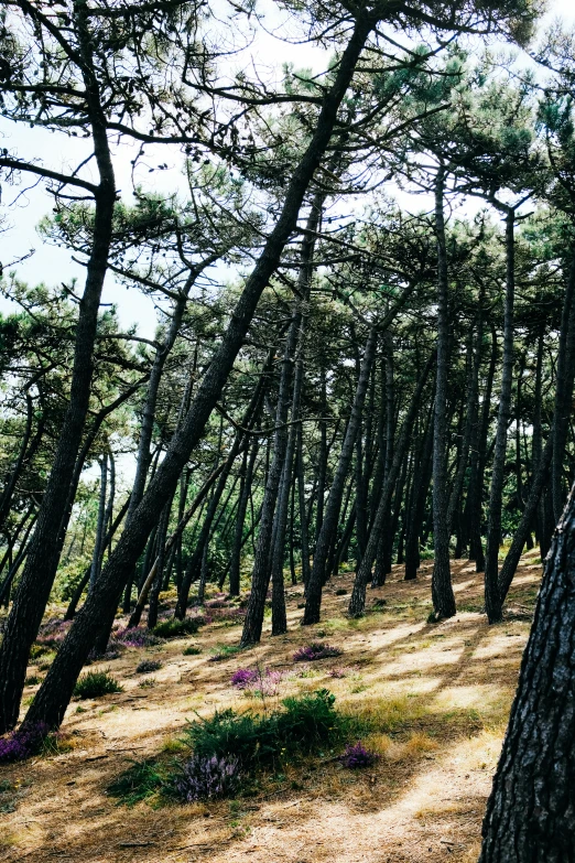 the trees are covering the ground among the grass