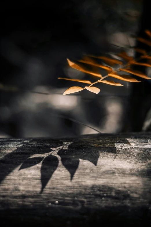 the shadow of a plant is shown on a wooden table