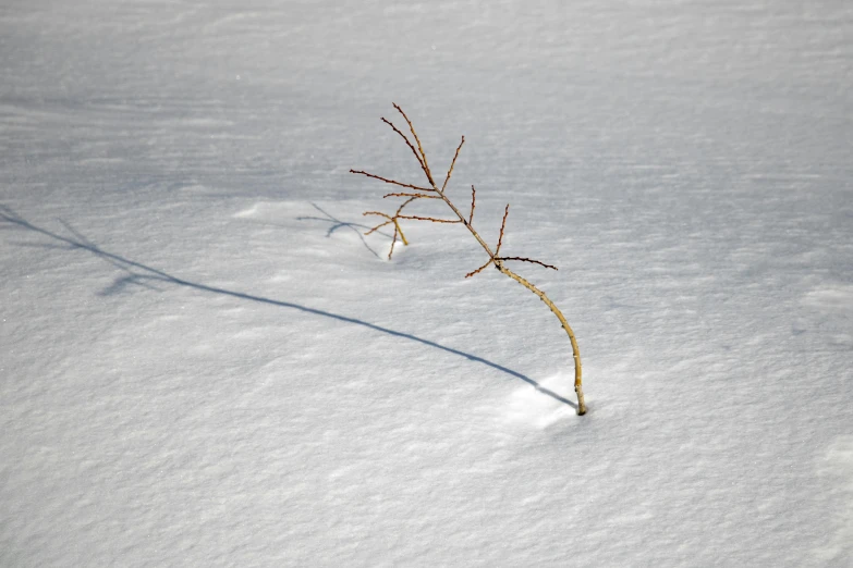 small plant sprout in deep snow with thin shadow