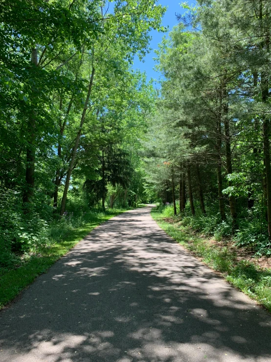 a road is in the middle of a dense forest