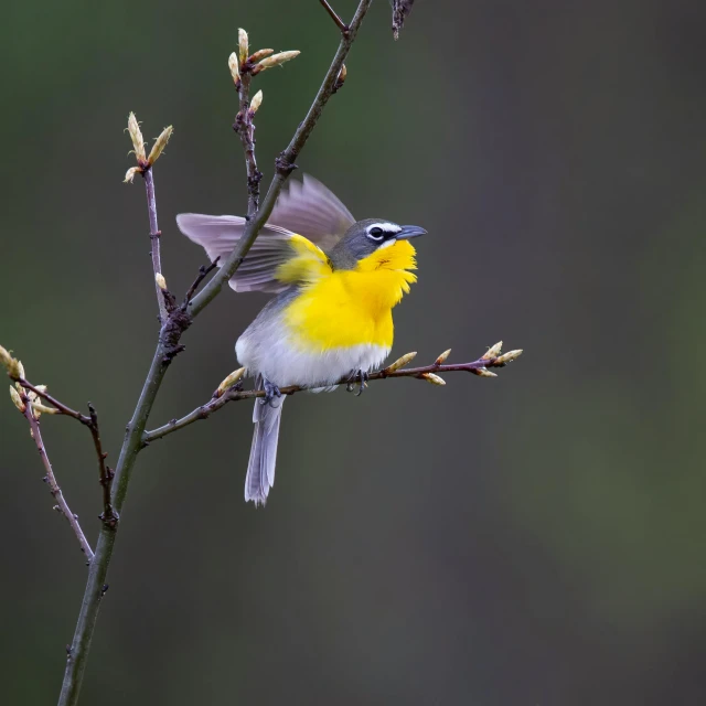 a little yellow and blue bird perched on a tree nch