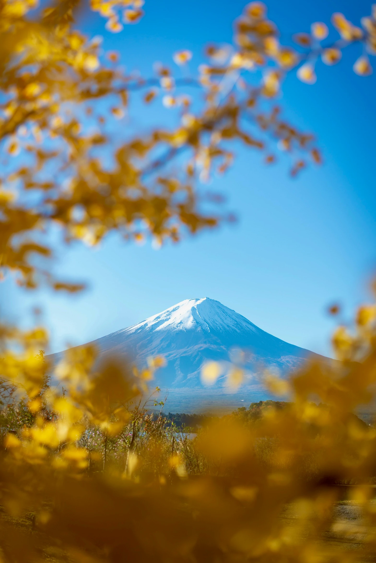 the view of a mountain through some leaves