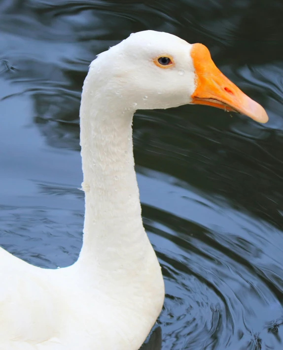 a white and orange duck swims in the water