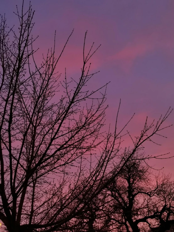 tree limbs with bare leaves against an orange purple sunset