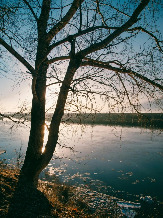 the sun shines through a bare tree on the shore