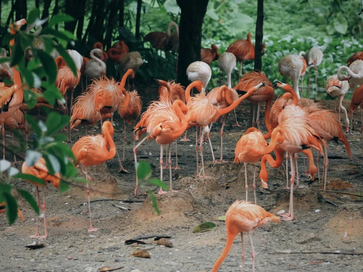 a group of flamingos gathered in a small enclosure