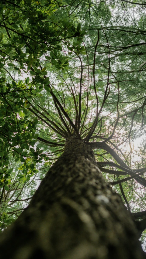 tree with tall nches, and sky seen from bottom