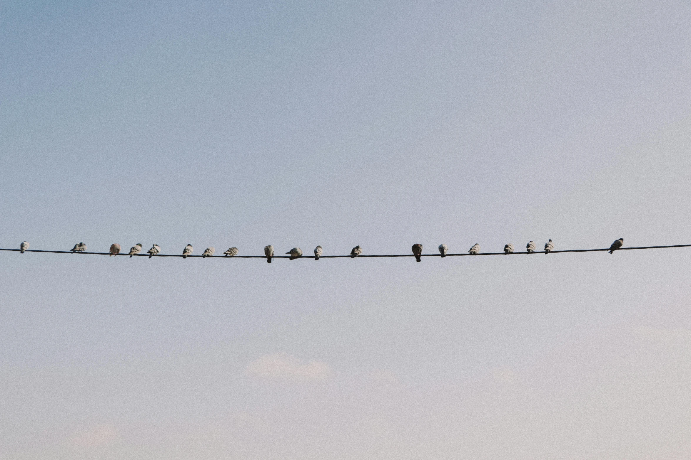birds sitting on the top wires of a wire