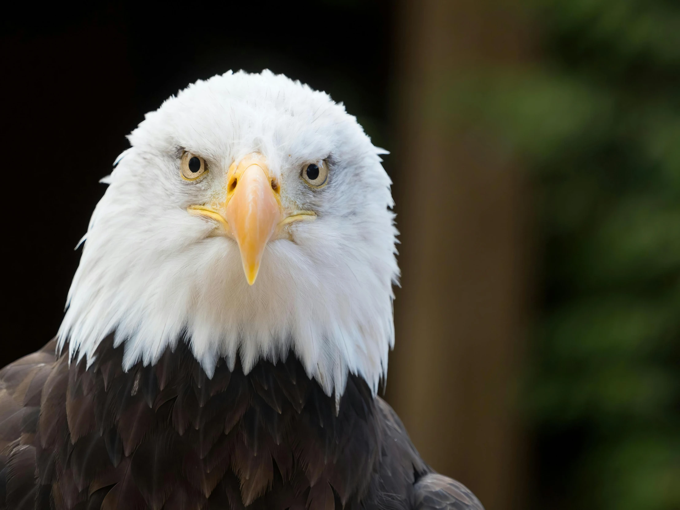 the face of a bald eagle with a white crest