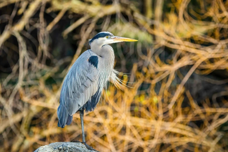 a blue heron stands on the tree limb