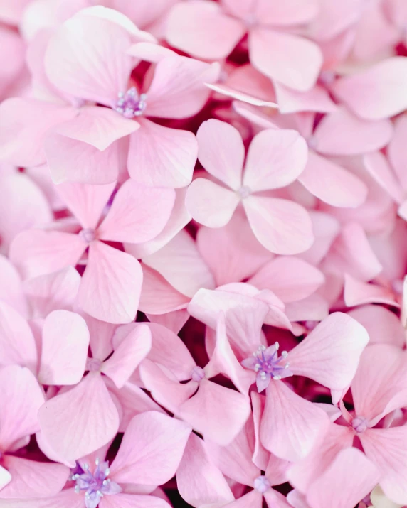 some pretty pink flowers with blue centers