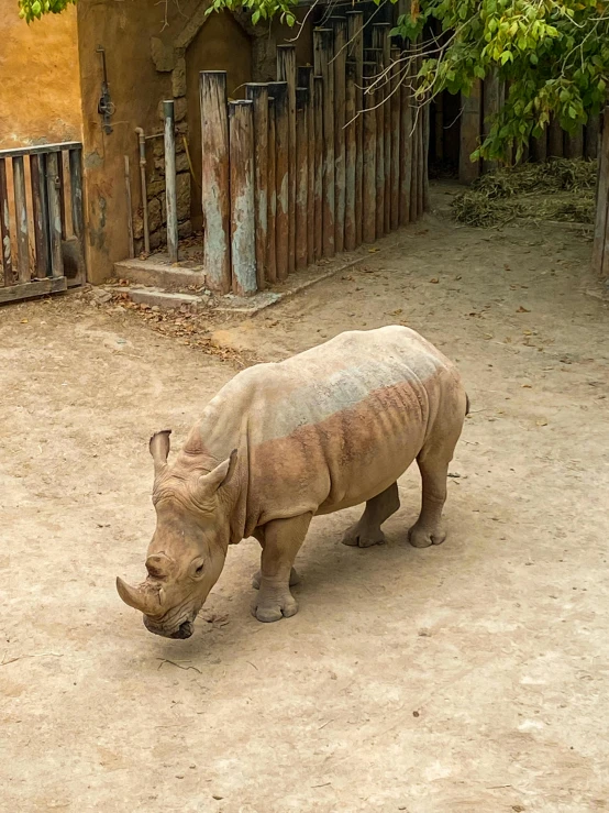 a rhino standing in the dirt in front of a fence