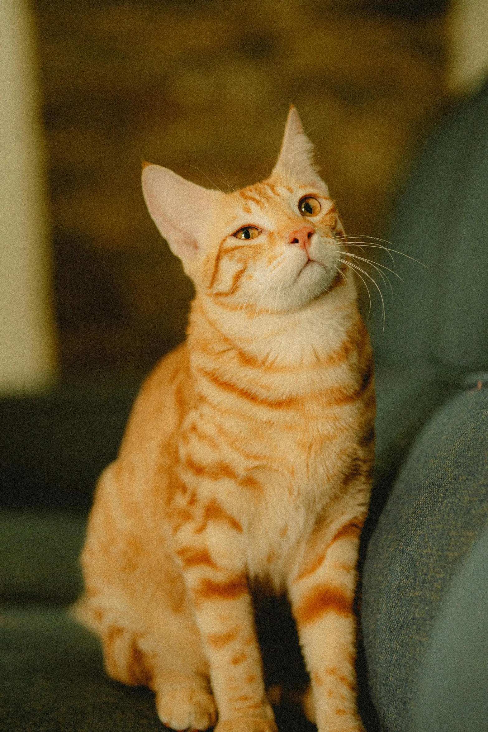 a cat sits on the couch looking up