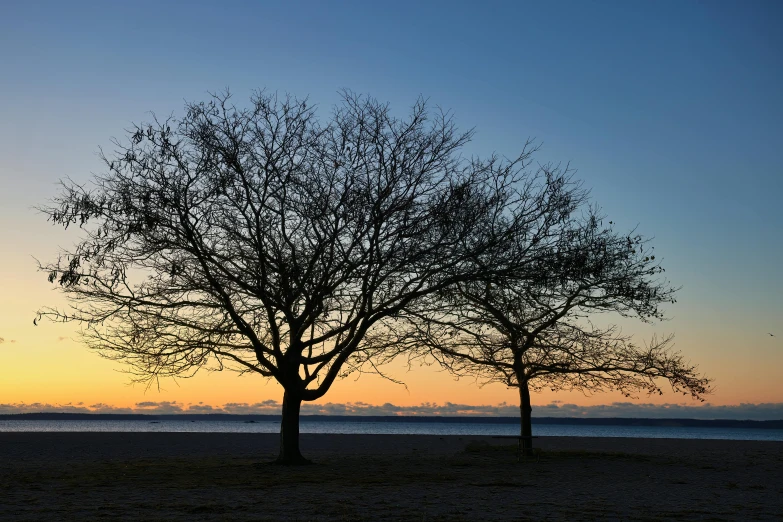 two trees sitting next to each other near a body of water