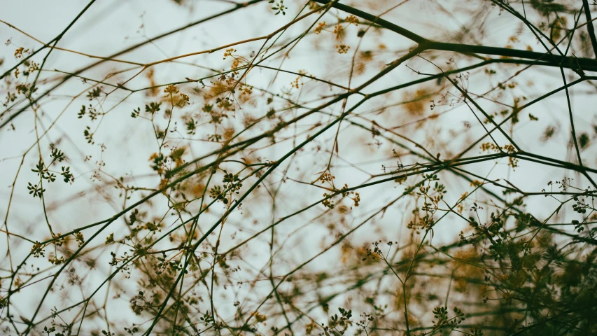 a close up s of some plants next to a body of water