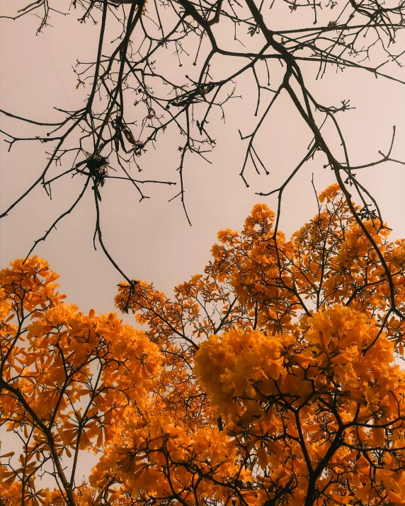 an image of trees that are blooming all over the place