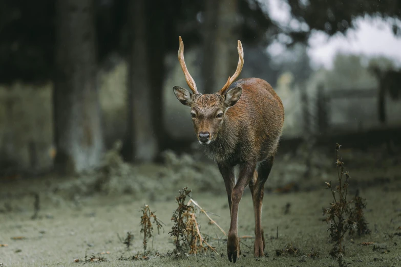 deer standing in grassy area next to trees