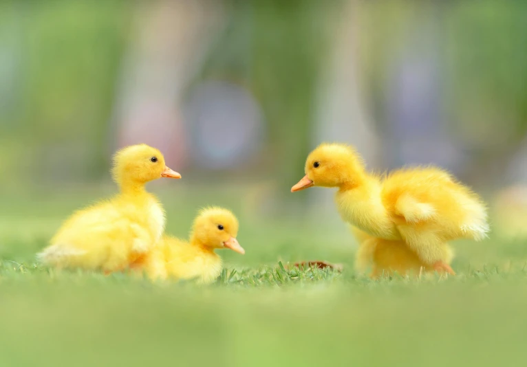 two small yellow ducks are walking on some grass