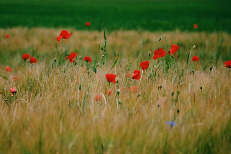 red flowers are growing in a grassy field