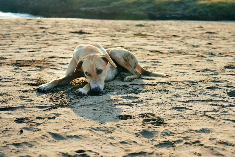 a brown dog laying in the sand at the beach