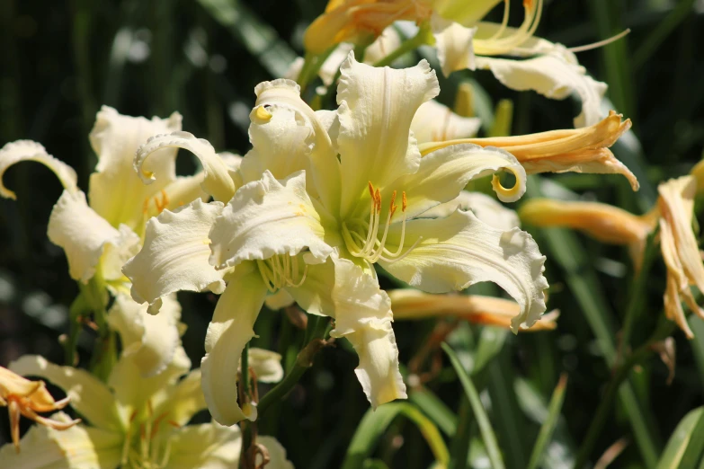 a bunch of white flowers blooming in the sun