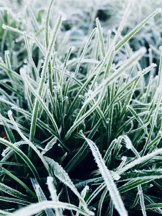 some ice covered grass and plants with frost on them