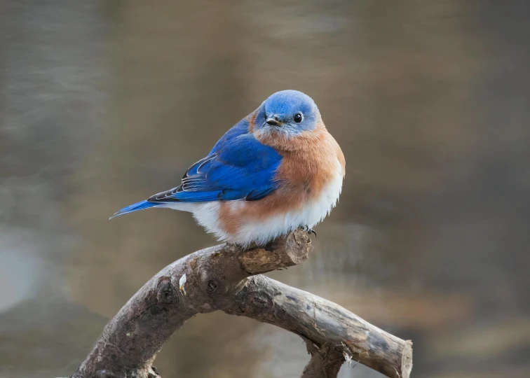 a blue bird perched on top of a tree nch