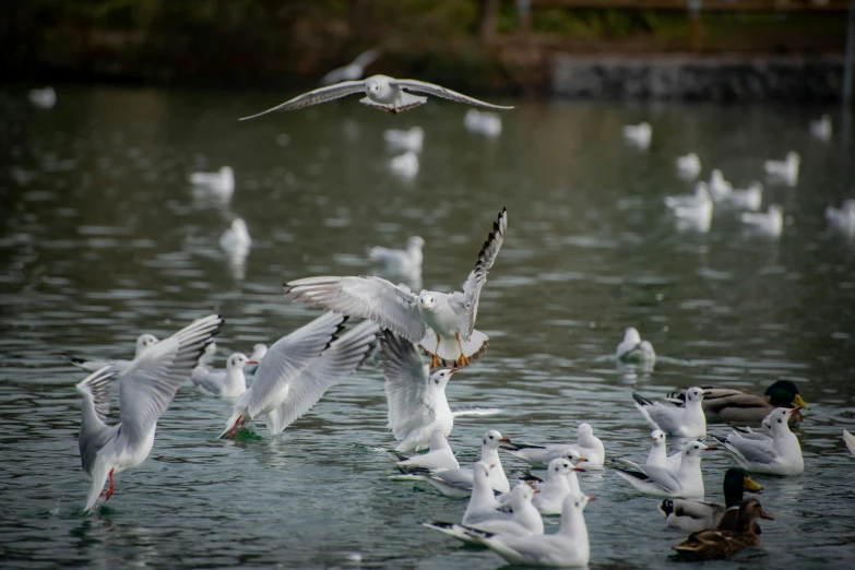 the seagulls are taking flight from the lake